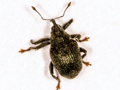 Ceutorhynchus alliariae